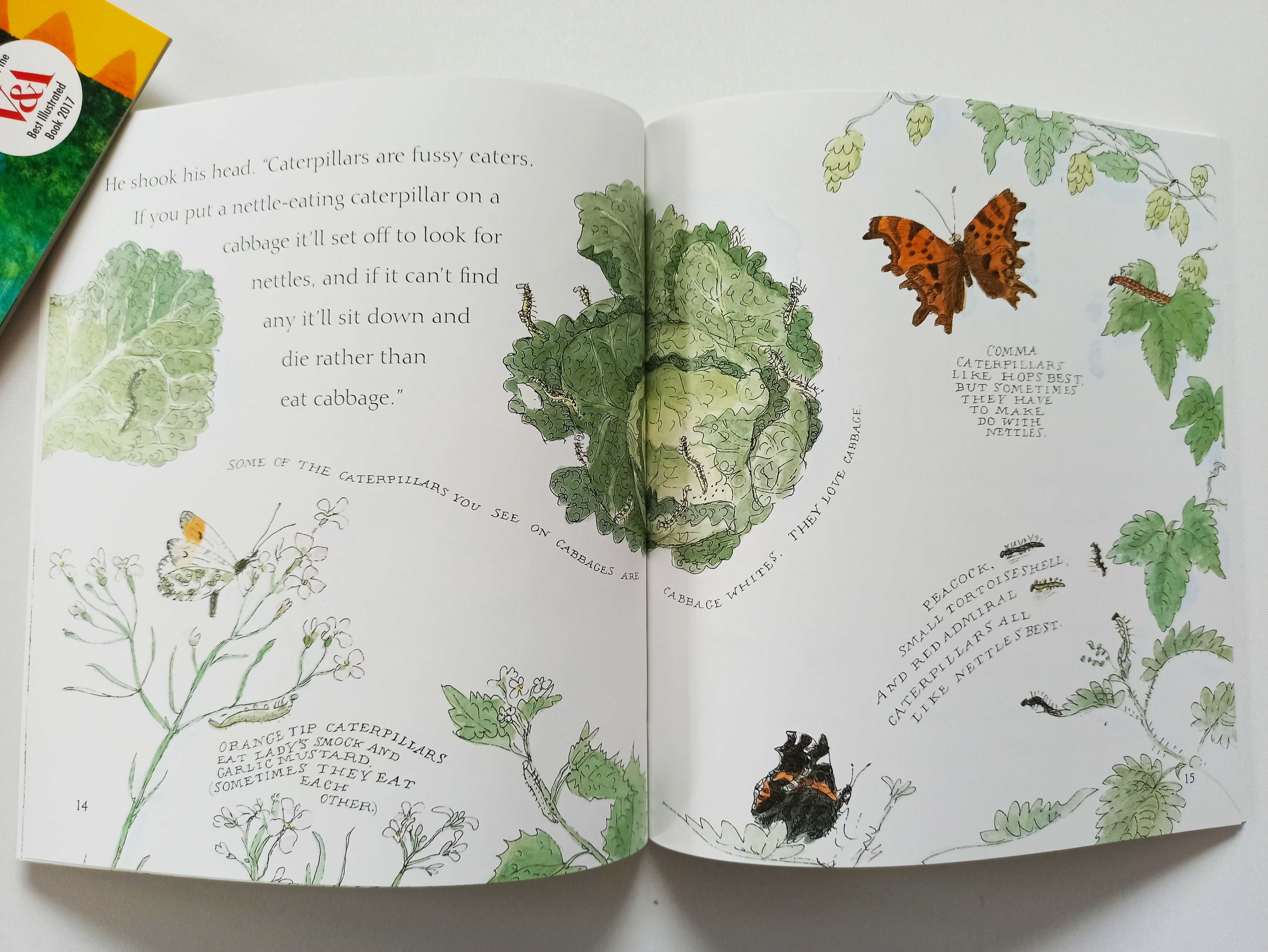Caterpillar butterfly książka angielska z audiobookiem mp3