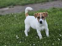 Jack Russell Terierr sunia