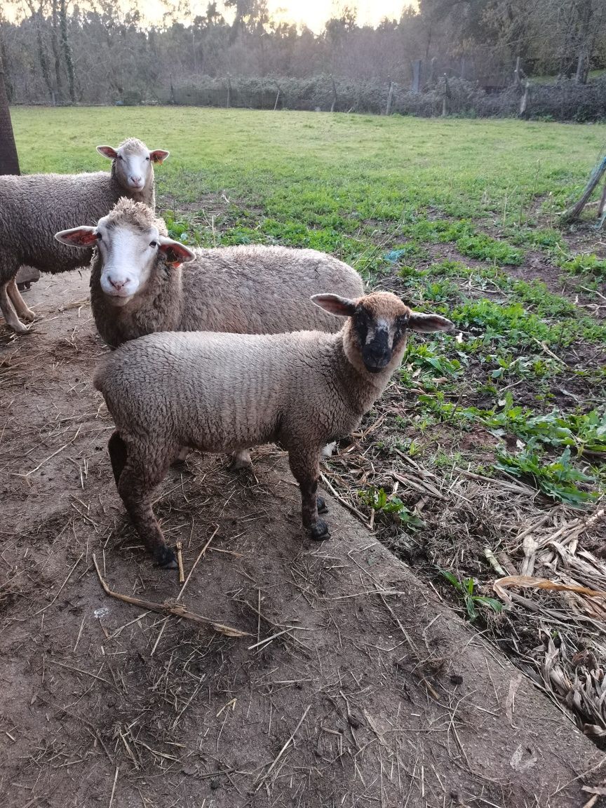 Para venda Cordeira+Chivo