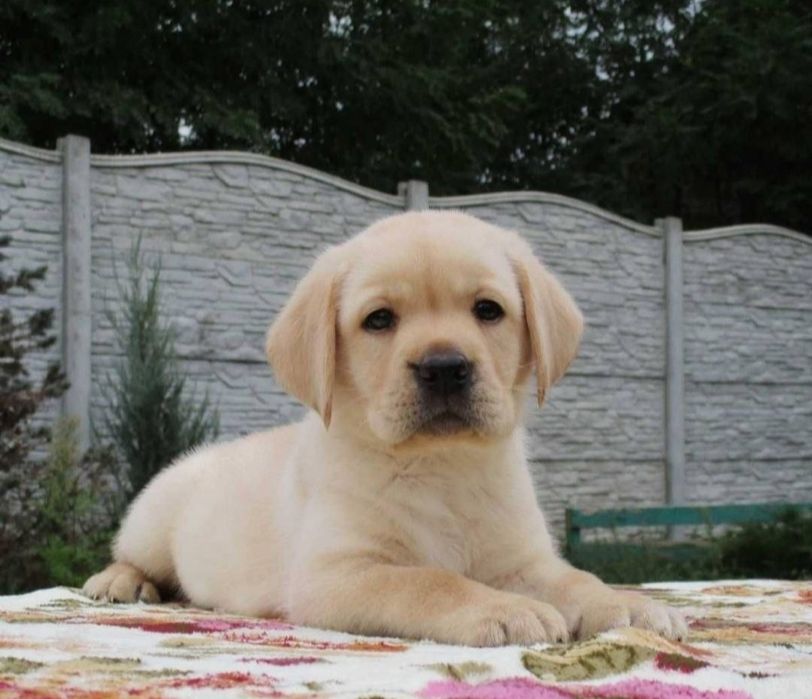 Лабрадор для вязки