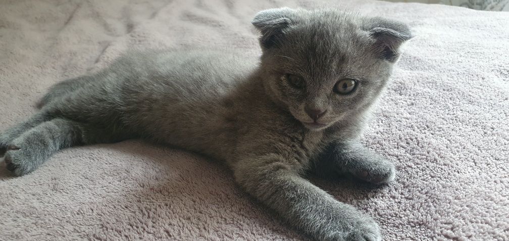 Шотландський висловухий котик