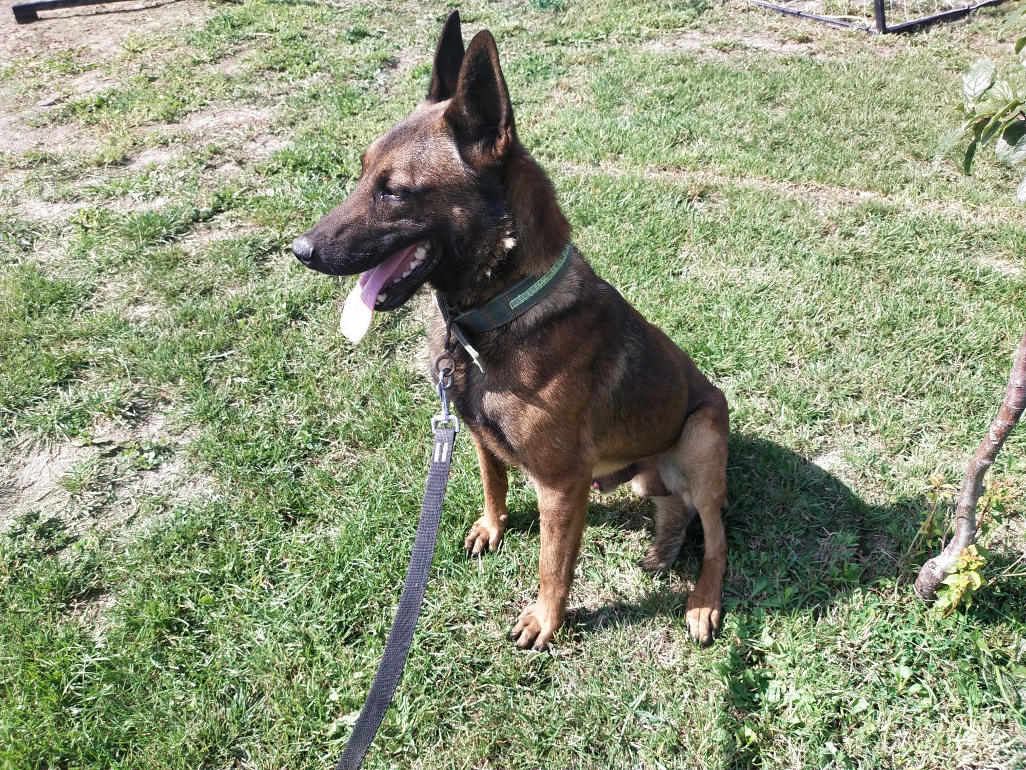 Owczarek belgijski malinois pies