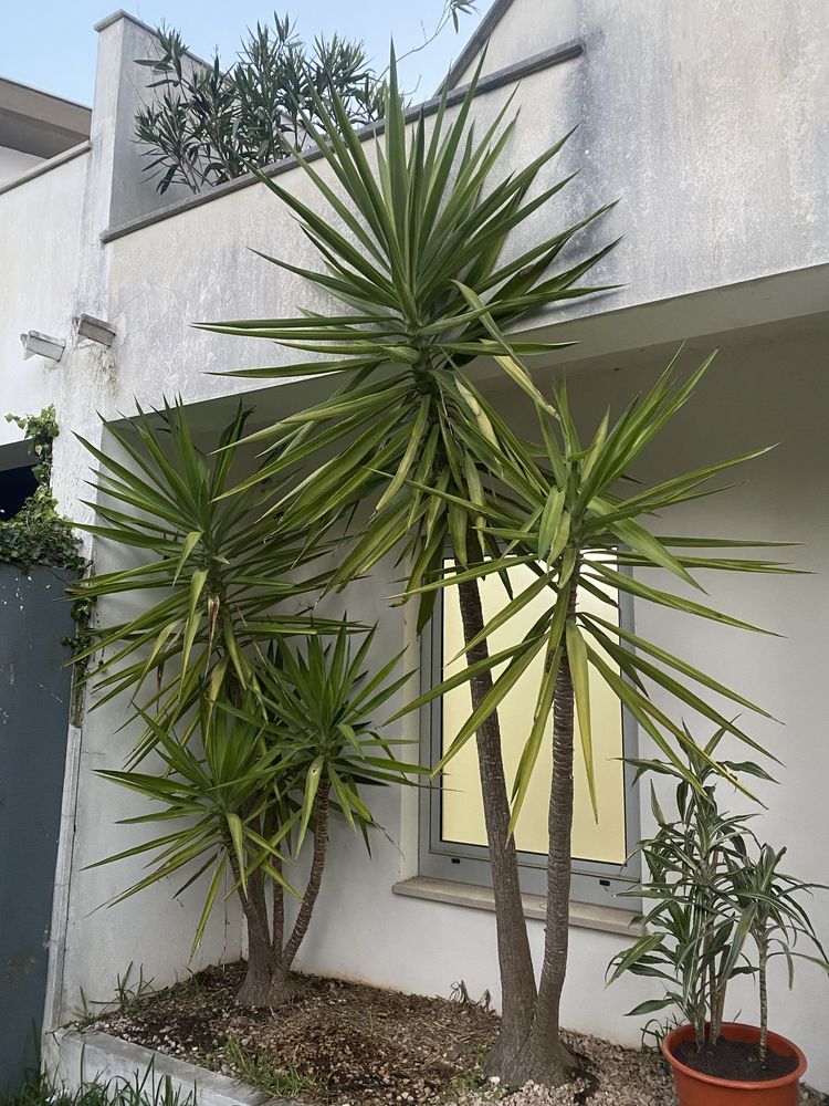 Planta Yucca pequena