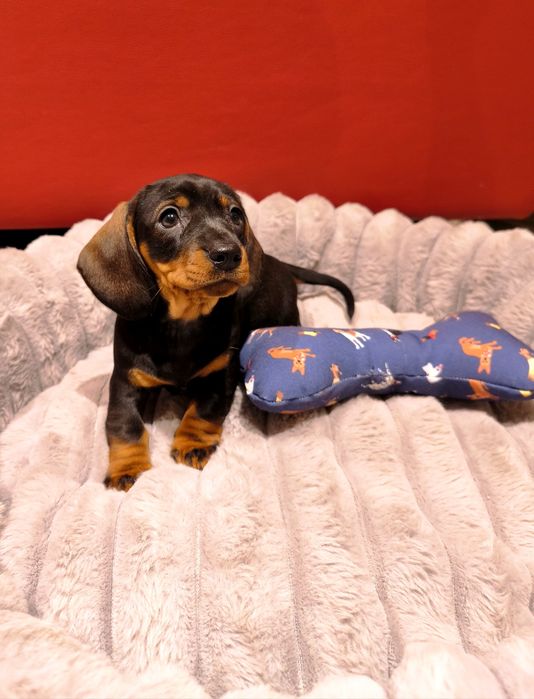 Jamnik miniaturowy płowy, rudy, czarny podpalany