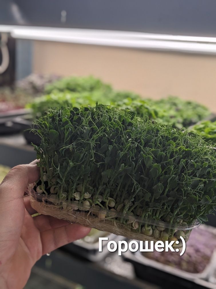Микрозелень (свое производство)