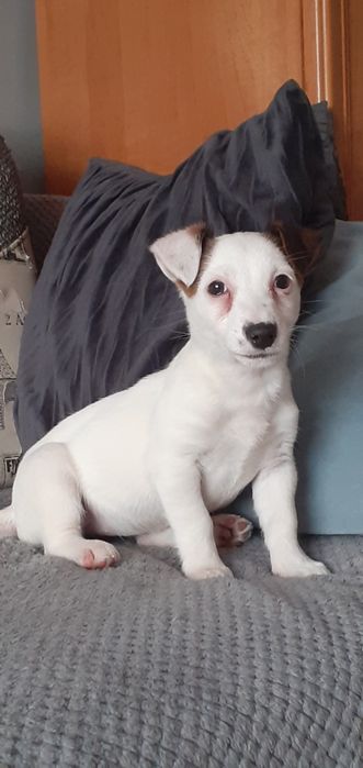 Jack Russell Terrier-suczka