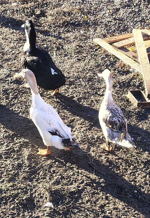 Kaczki biegusy 6 sztuk