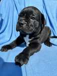чорний хлопчик Cane Corso з голубими очима, 2 місяці. Ім’я Рамзес