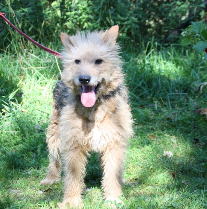 Pies Gacuś, oddam psa, psy do adopcji