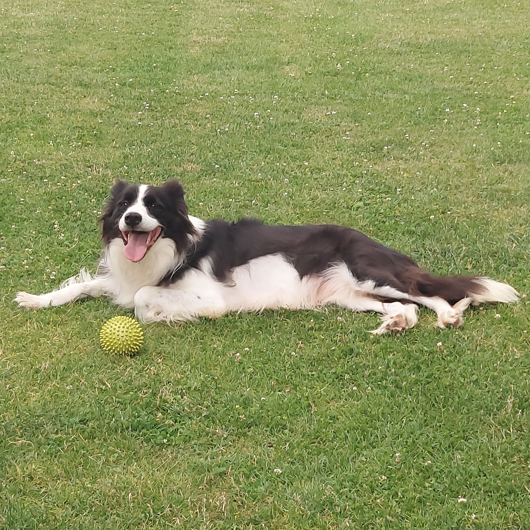 Border collie szczeniak