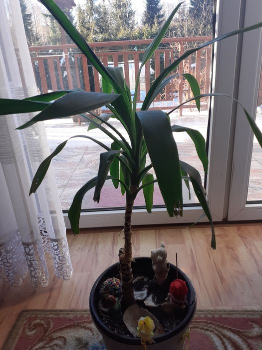 Kwiat pokojowy  juka