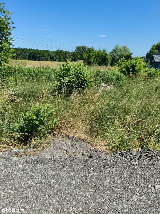 Na sprzedaż działka budowlana Paniowy(pow.mikołowski)