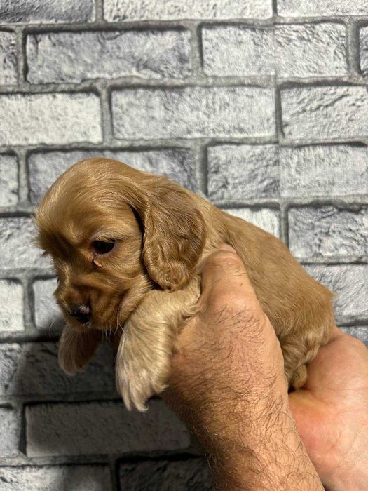 Английский кокер спаниель