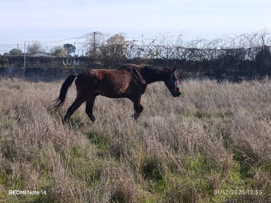 Cavalo com 11 anos 1:60 mtrs
