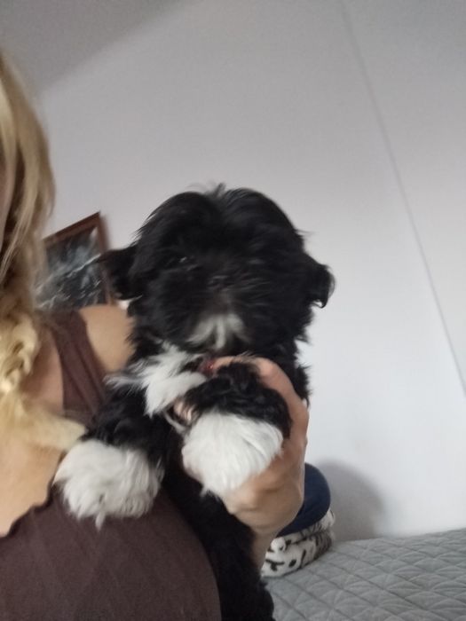 Piesek shih TZU.
