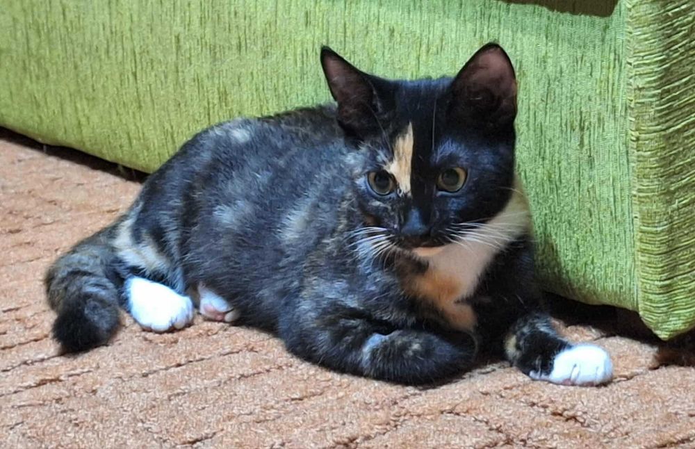 Przepiękna mała szylkretowa kotka do adopcji