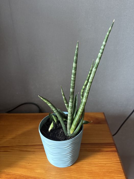 Сансевієрія, квітка, квіти, кімнатні, дім, сад