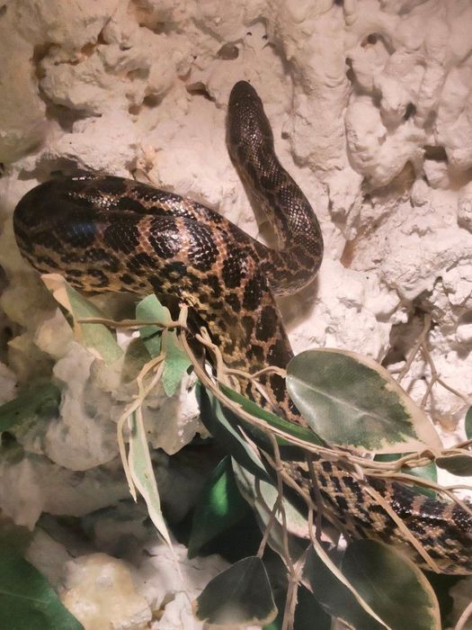 Anakonda żółta samica