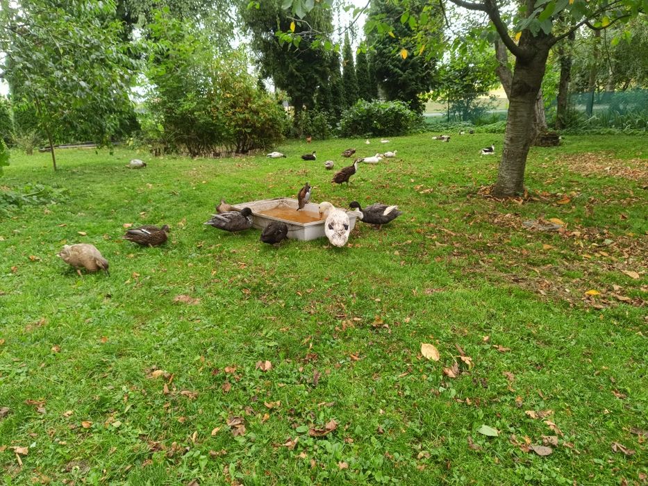 Kaczki różnego rodzaju