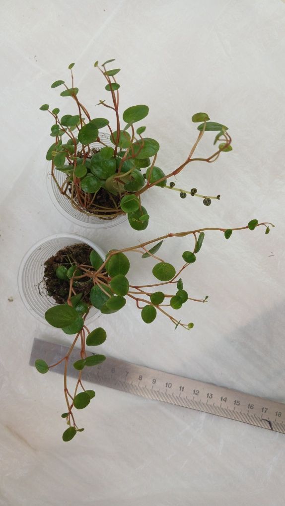 Пеперомія Кавунова Peperomia watermelon
Peperomia watermelon
П. Простр