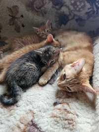 Koty kotki rude ładne oddam od zaraz