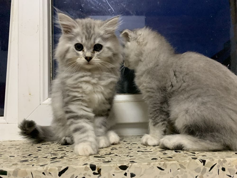 Кошенята окрасу Срібляста шиншила, продам кошенят британців/шотландців
