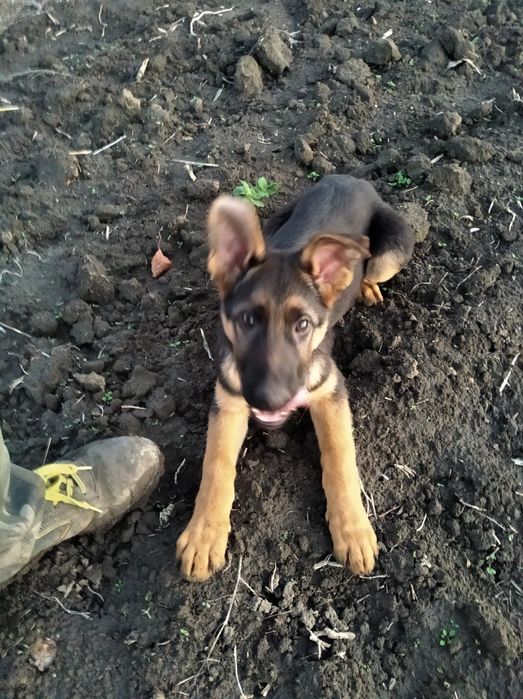 Цуценята німецької вівчарки