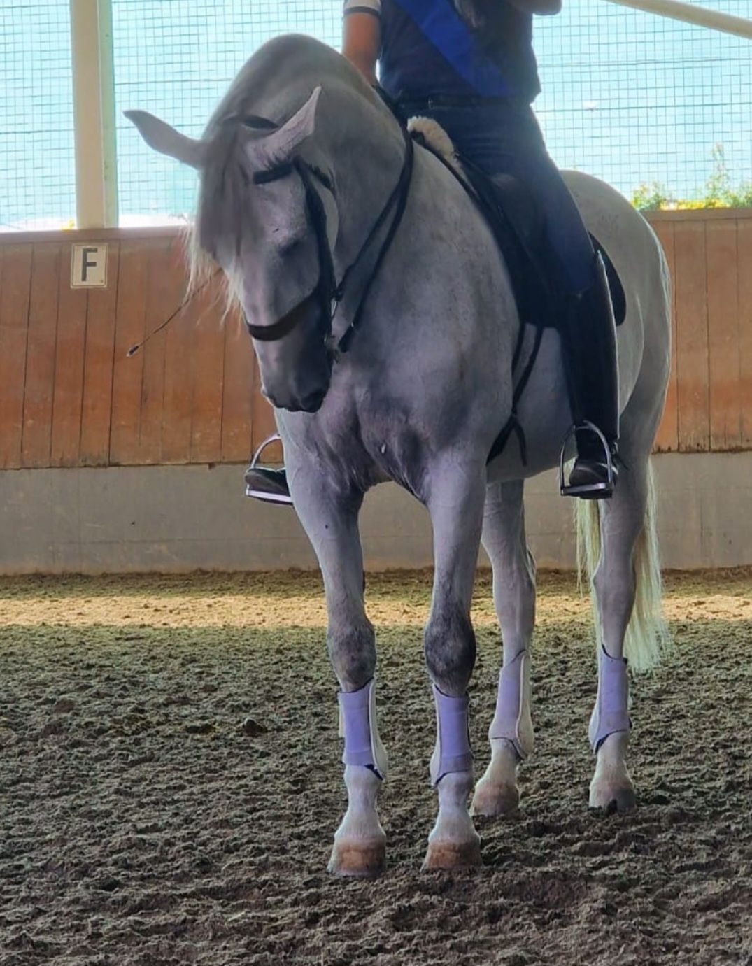 Cavalo Lusitano Letra L