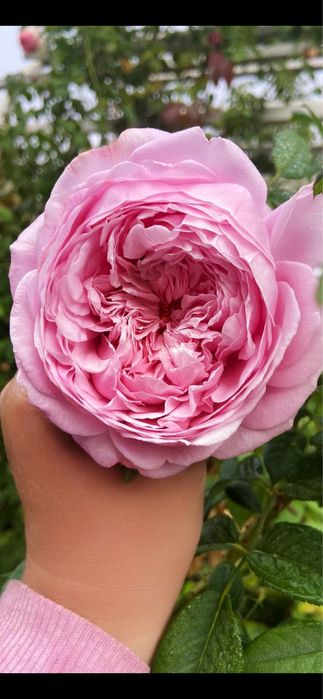 РОЗЫ английские; плетистые и парковые: Пьер де ронсар и Ред Леонардо