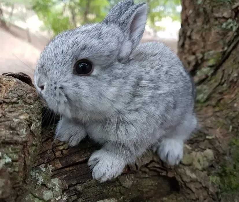 Mini coelhos anões teddy +Gaiola Nova +alimentação adequada