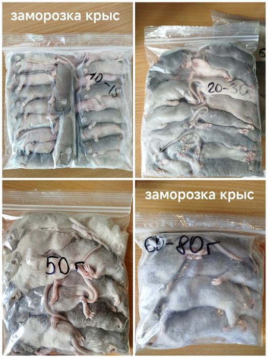 Кормовые мыши. Мыши на корм. Заморозка. Крысы