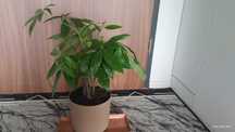Sprzedam " Pachira"