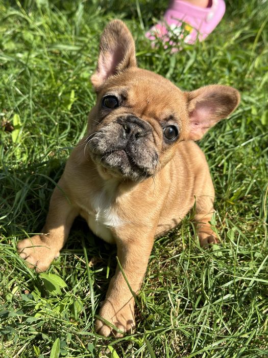 Продам цуценят французького бульдога