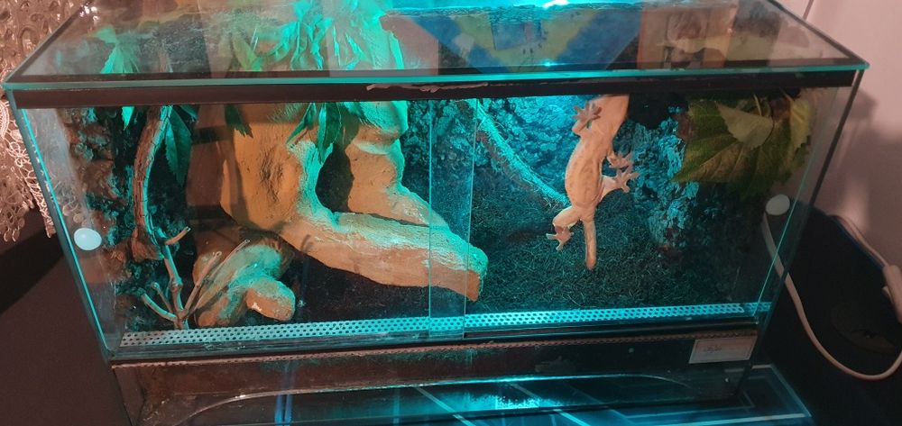 Gekon orzesiony z terrarium, wystrojem i suplementami