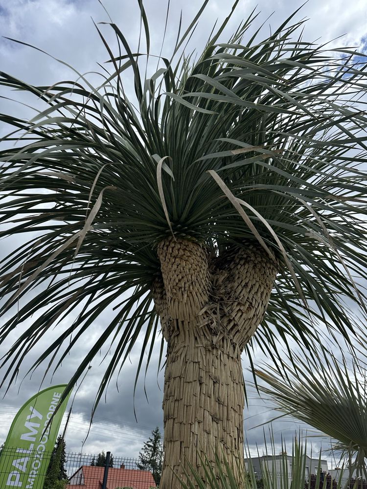Yucca Roztrata Juka Roztrata MultiHead Okazja