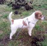 Parson Russell terrier pies