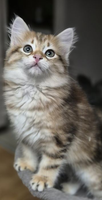 Kocurek Syberyjski MAX rodowód FIFE FPL