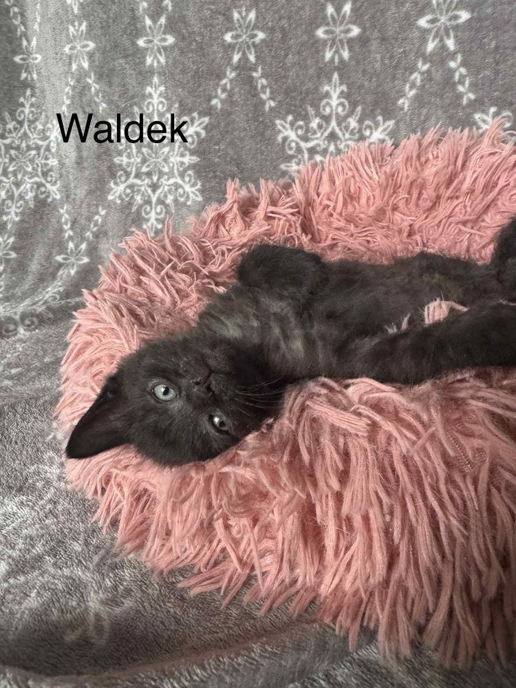 Ferdek i Waldek szukają domu