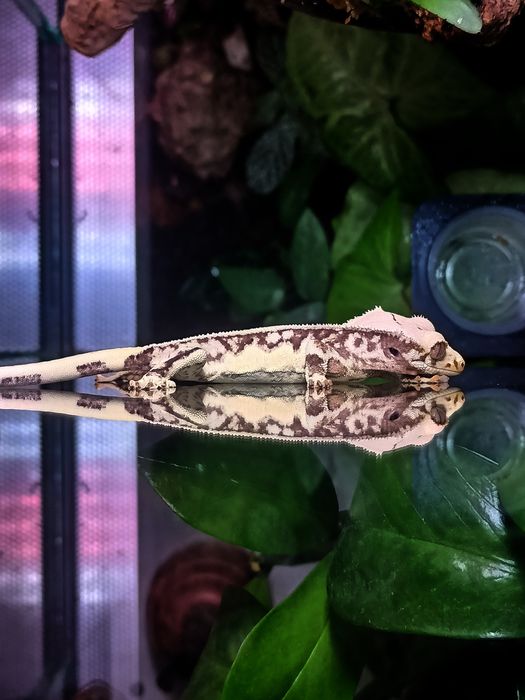 Terrarium dla gekona cena weekendowa!!