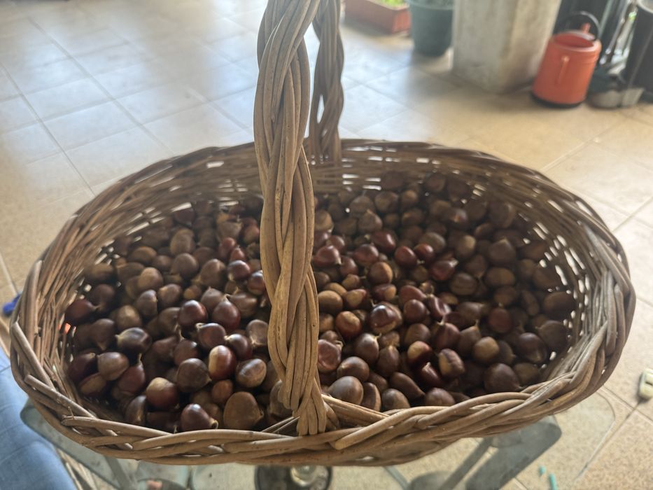 Castanha a 3 euros o kg