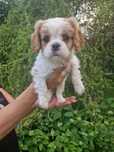 Cavalier Sunia z rodowodem