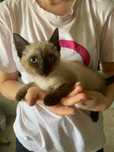 Gatinho macho 2,5 meses adopcão