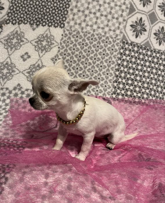 Śliczna biała suczka Chihuahua mini krótkowłosa