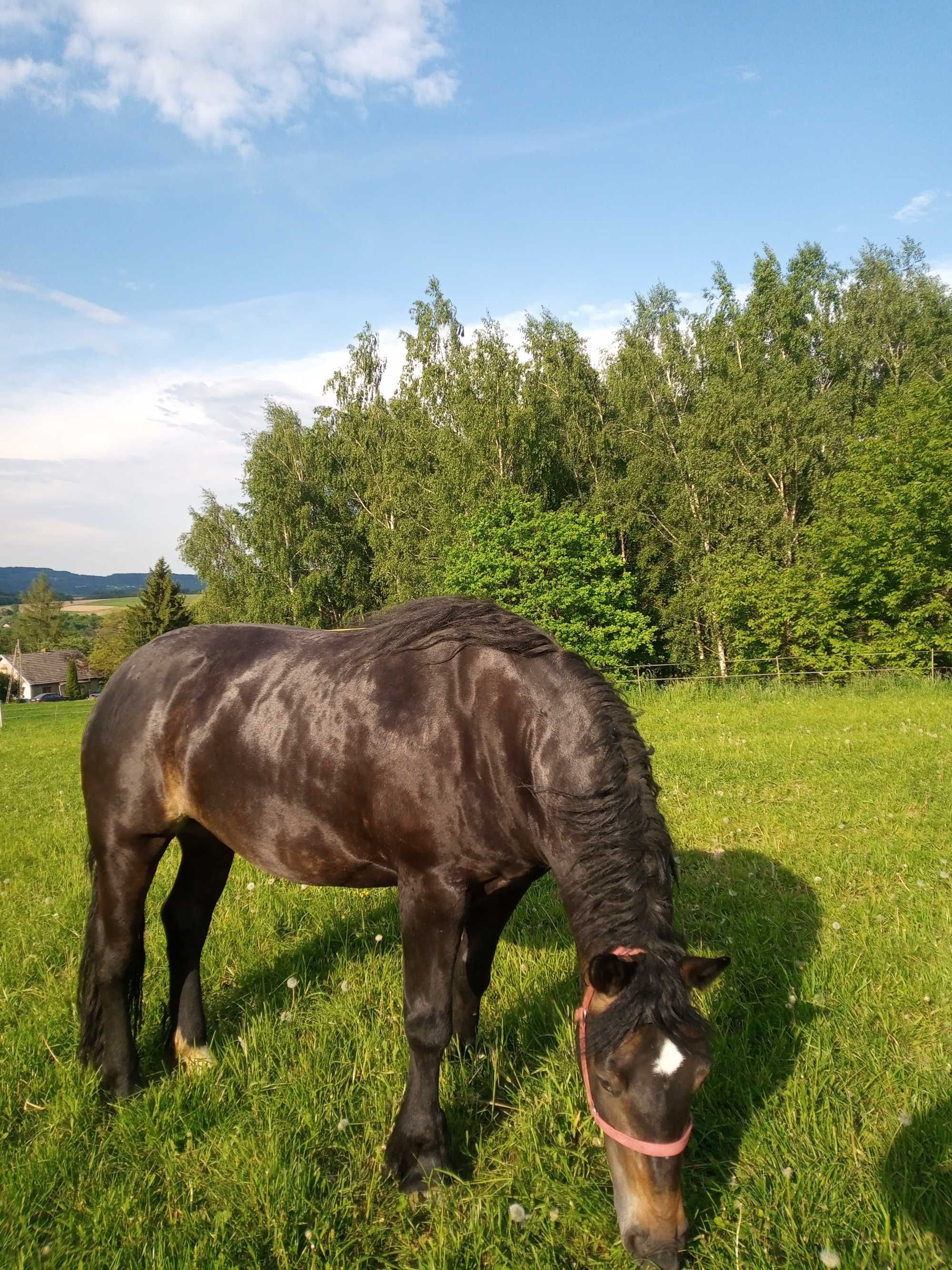 Sprzedam piekną klacz
