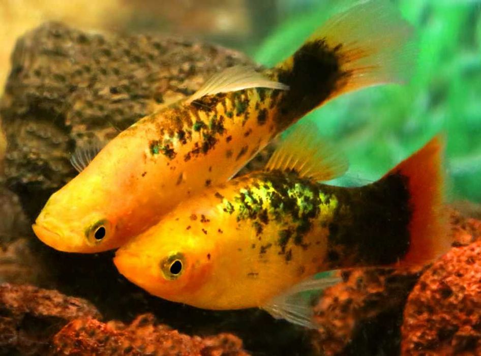 Rybki do akwarium - Platka Platynka Golden Calico