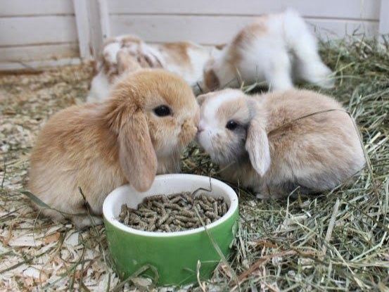 Coelhinhos Mini Lop (Orelhudos)