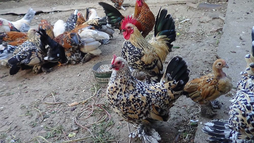 кури карликові. мільфльор