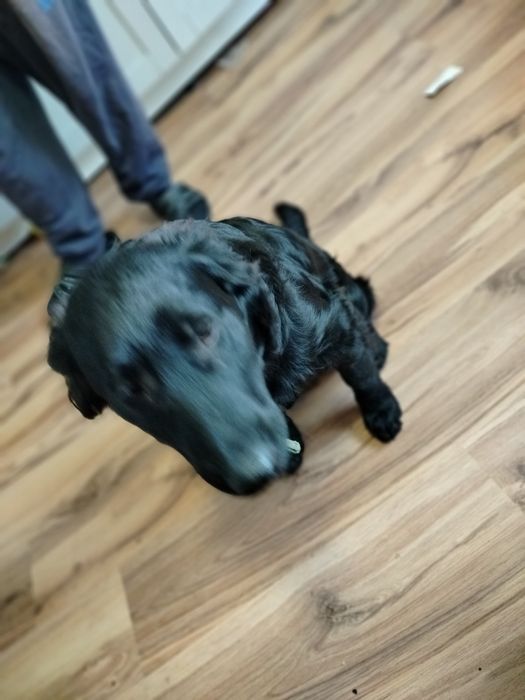 Możliwy dowóz Piękny zadbany pies szuka domu z książeczka zdrowia półr