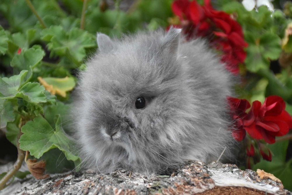 Karzełek Teddy / długowłosy / puszysty