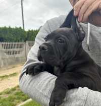 Cane Corso suczka